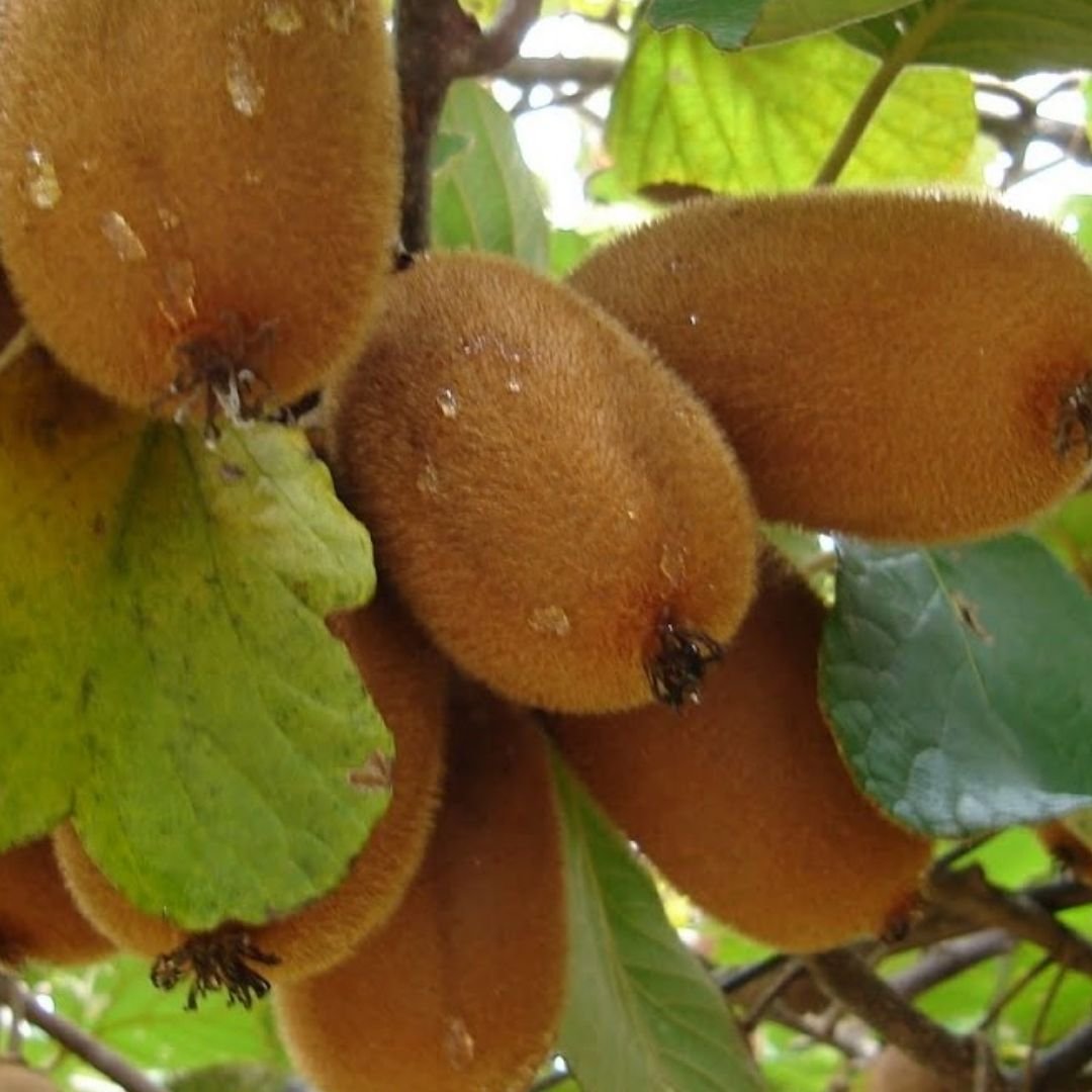 pé de kiwi com frutos grandes e saudáveis