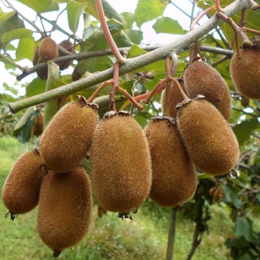 Muda de Kiwi Monty Enxertada