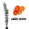 Muda de limão Cravo