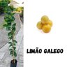 Muda de Limão Galego
