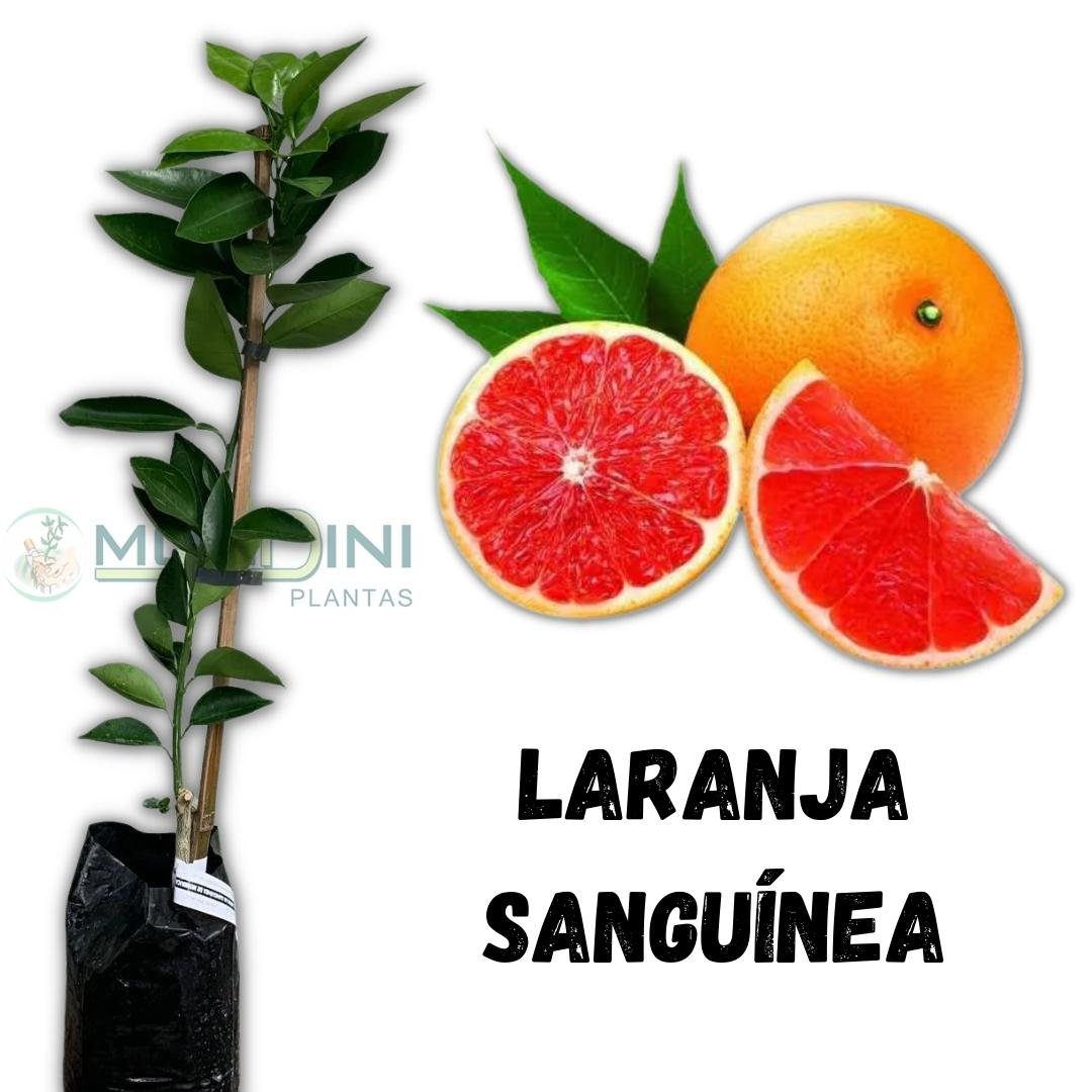 Laranja Sangu&iacute;nea Mondini Plantas