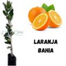 Muda de Laranja Bahia Mondini Plantas Muda de Laranja Bahia Mondini Plantas