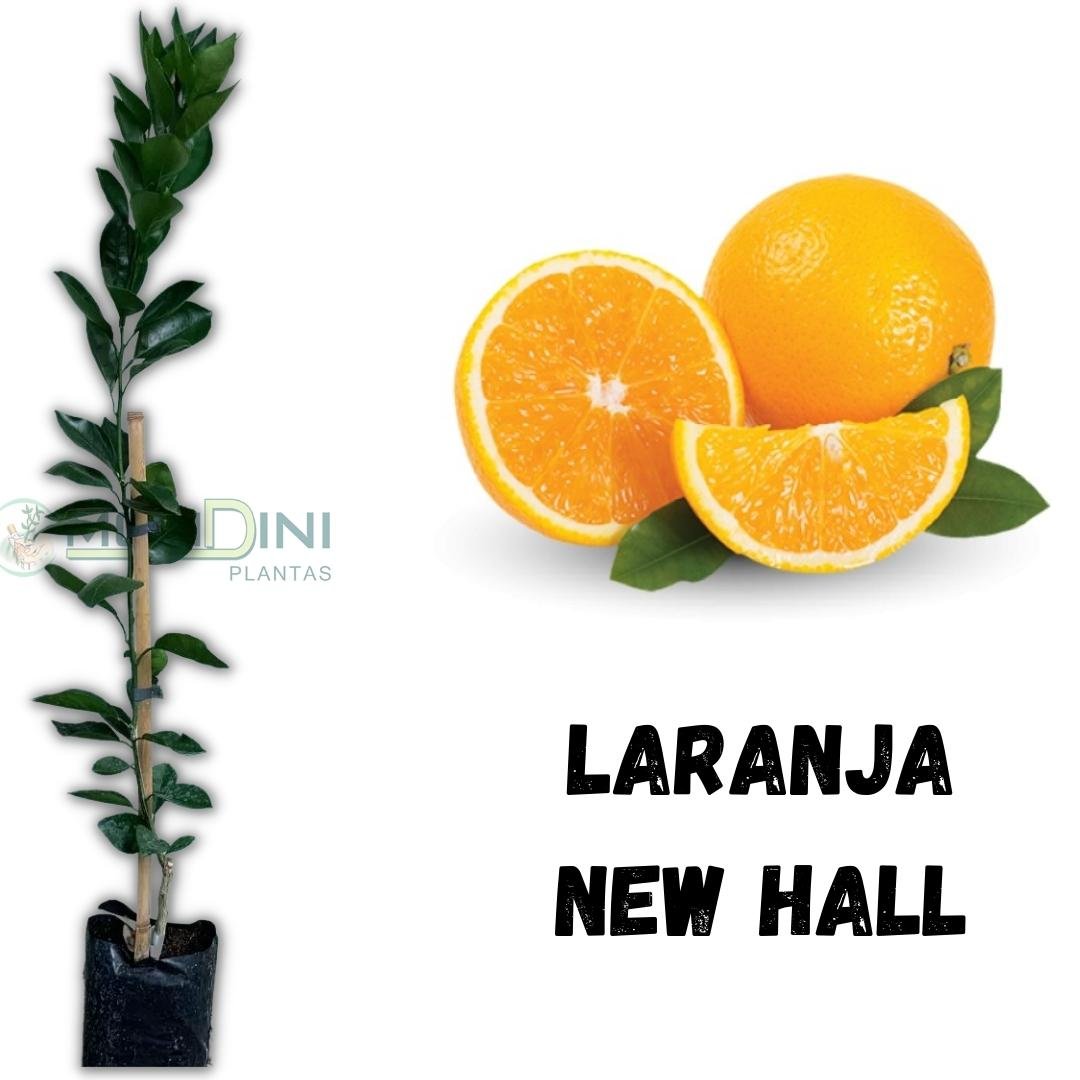 Muda de Laranja New Hall Mondini Plantas