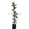 Muda de Laranja Folha Murcha Mondini Plantas Muda de Laranja Folha Murcha Mondini Plantas