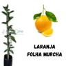 Muda de Laranja Folha Murcha Mondini Plantas
