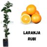 Muda de Laranja Rubi Enxertada Mondini Plantas