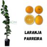 Muda de Laranja Parreira Mondini Plantas