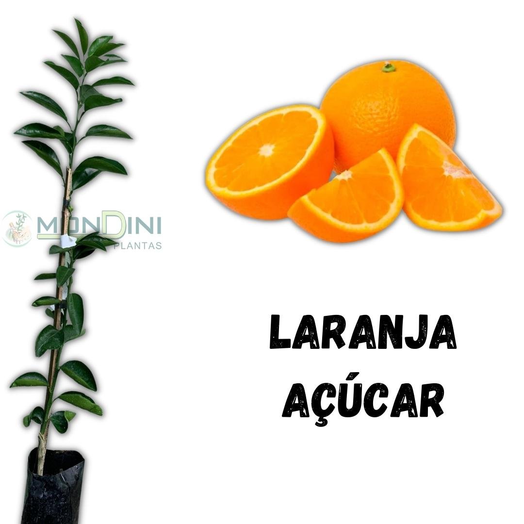 Muda de Laranja Açúcar Mondini Plantas