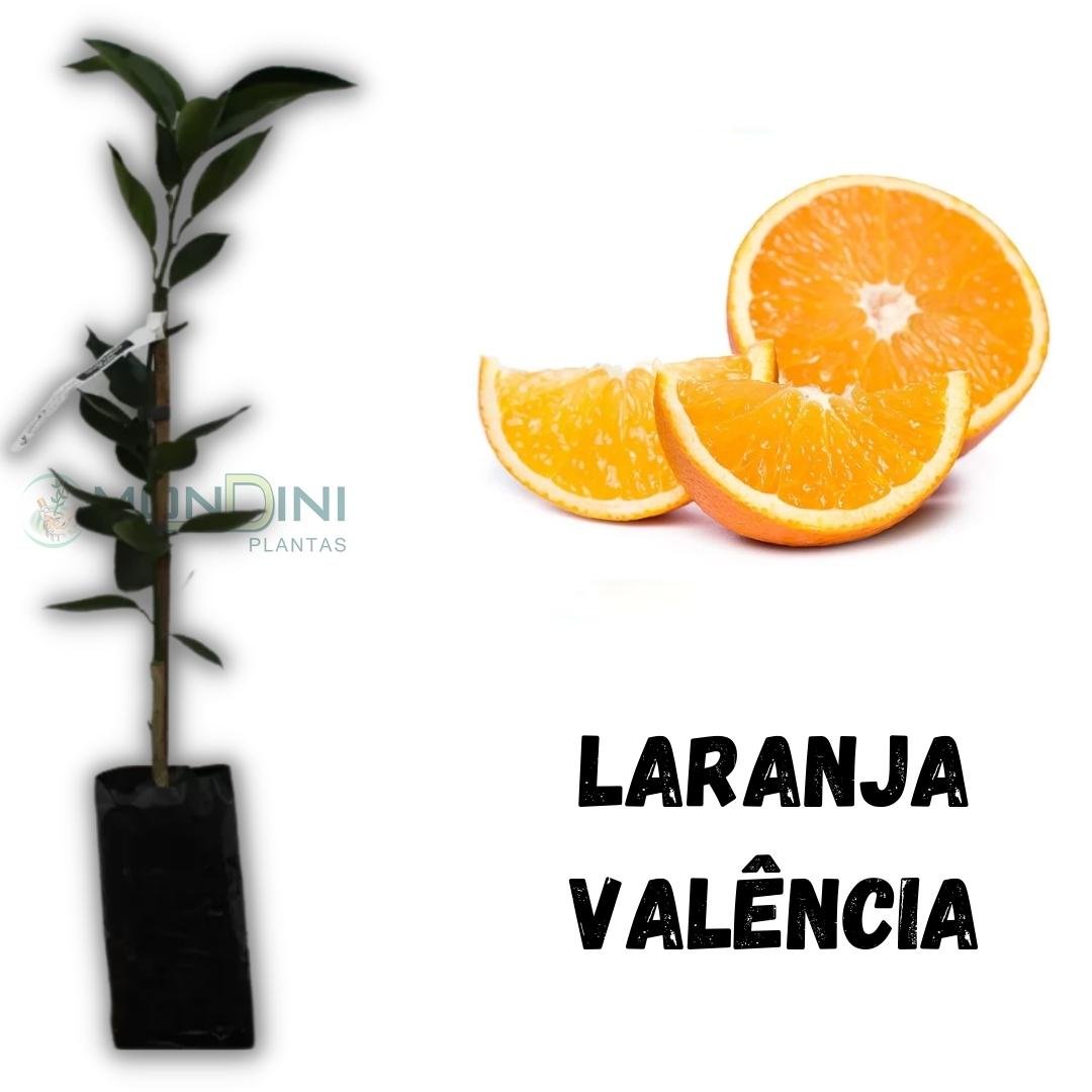Muda de Laranja Valência Mondini Plantas