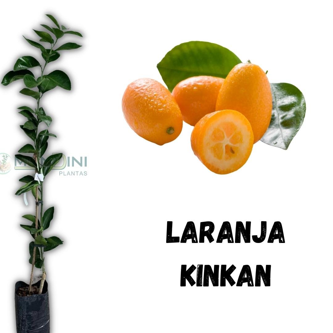 Muda de Laranja Kinkan Mondini Plantas