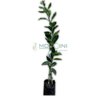 Muda de Laranja Pêra Mondini Plantas