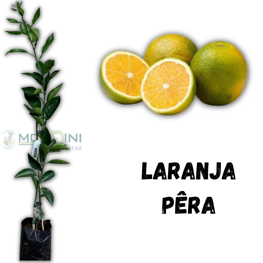 Muda de Laranja P&ecirc;ra Mondini Plantas