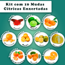 Kit com 10 Mudas Cítricas Enxertadas Mondini Plantas