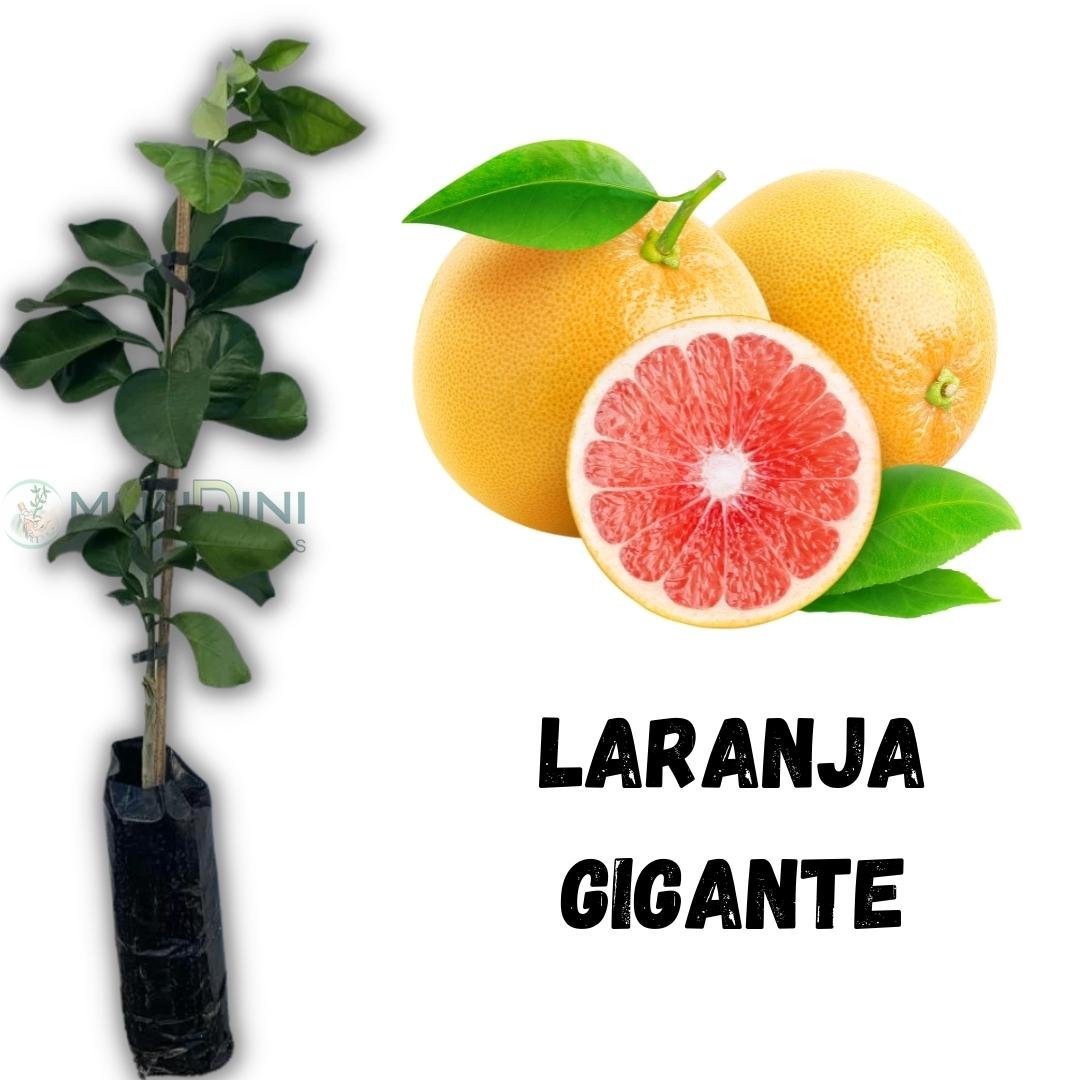 Muda de Laranja Gigante Enxertada Mondini Plantas