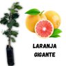 Muda de Laranja Gigante Enxertada Mondini Plantas Muda de Laranja Gigante Enxertada Mondini Plantas