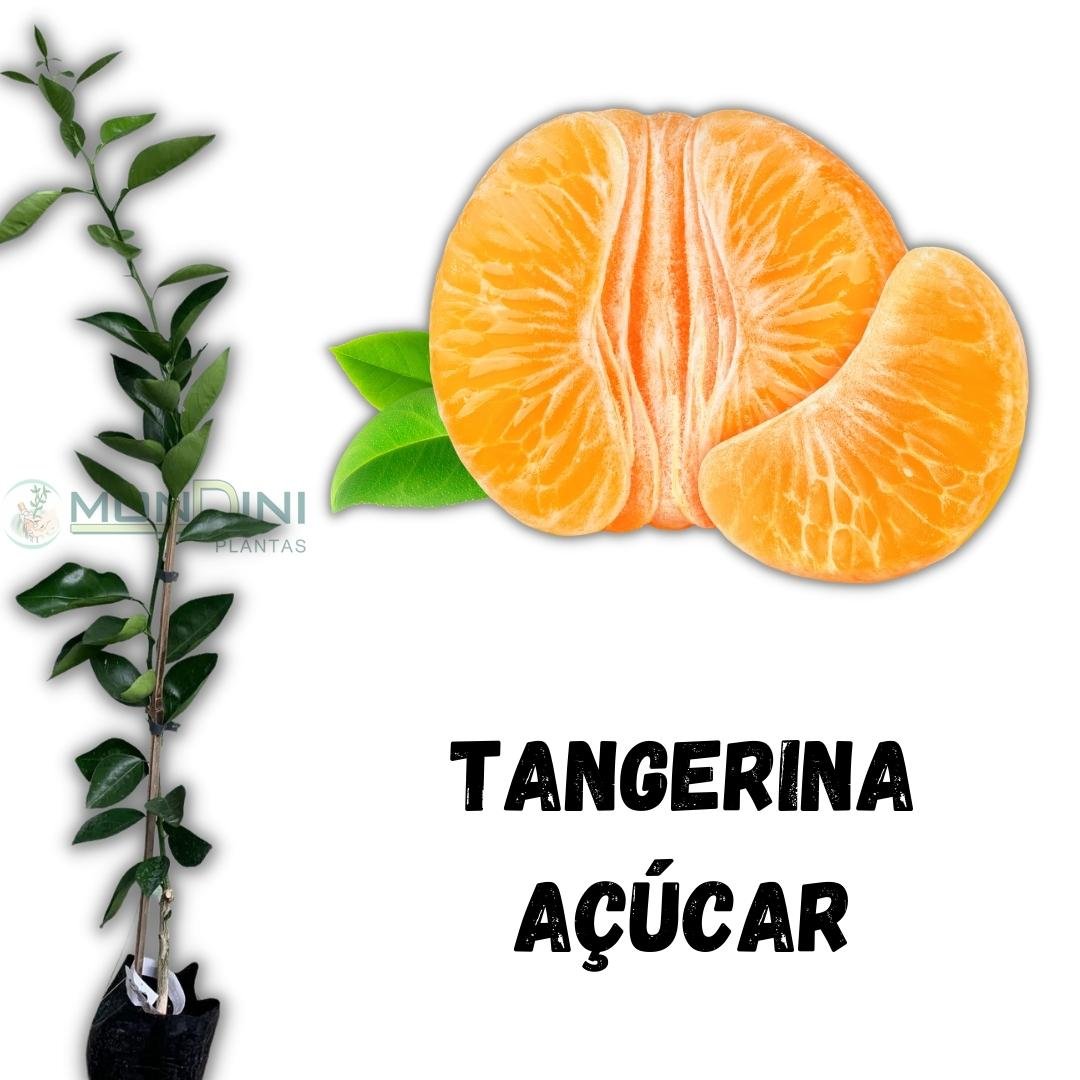 Muda de Tangerina A&ccedil;&uacute;car Enxertada