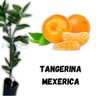 Muda de Tangerina Mexerica Enxertada Muda de Tangerina Mexerica Enxertada