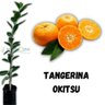 Muda de Tangerina Piemonte Enxertada