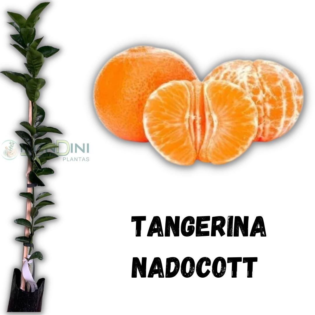Muda de Tangerina Nadocott Enxertada