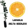 Muda de Laranja Delta Seedless Enxertada