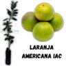 Muda de Laranja Americana Iac Enxertada Muda de Laranja Americana Iac Enxertada