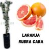 Muda de Laranja Rubra Cara Enxertada