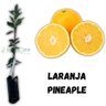 Muda de Laranja Pineapple Enxertada