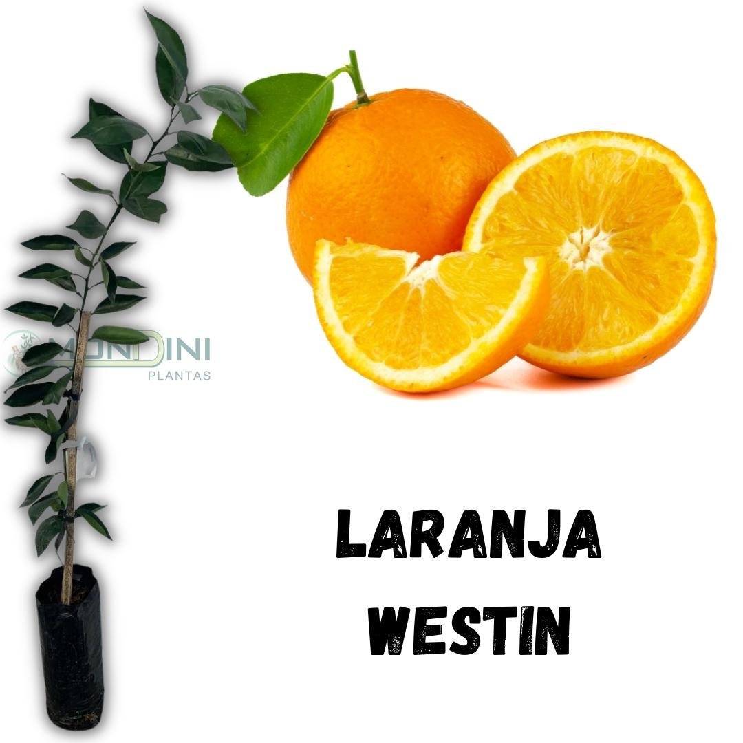 Muda de Laranja Westin Enxertada