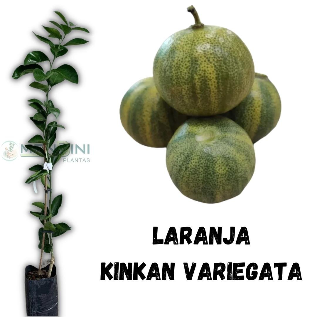 Muda de Laranja Kinkan Variegata Enxertada