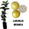 Muda de Laranja Branca Enxertada Muda de Laranja Branca Enxertada