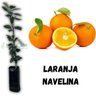 Muda de Laranja Navelina Enxertada