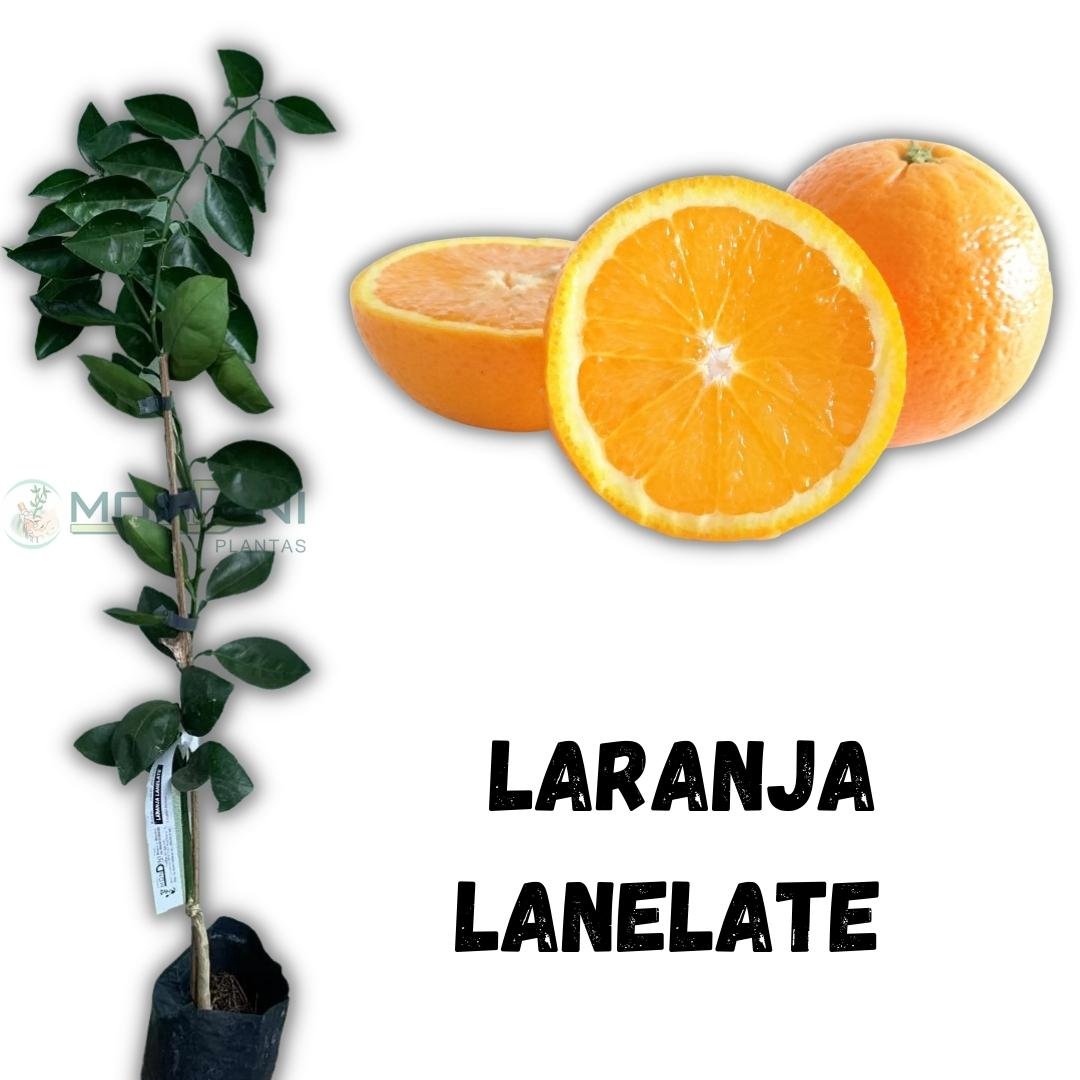 Muda de Laranja Lanelate Enxertada