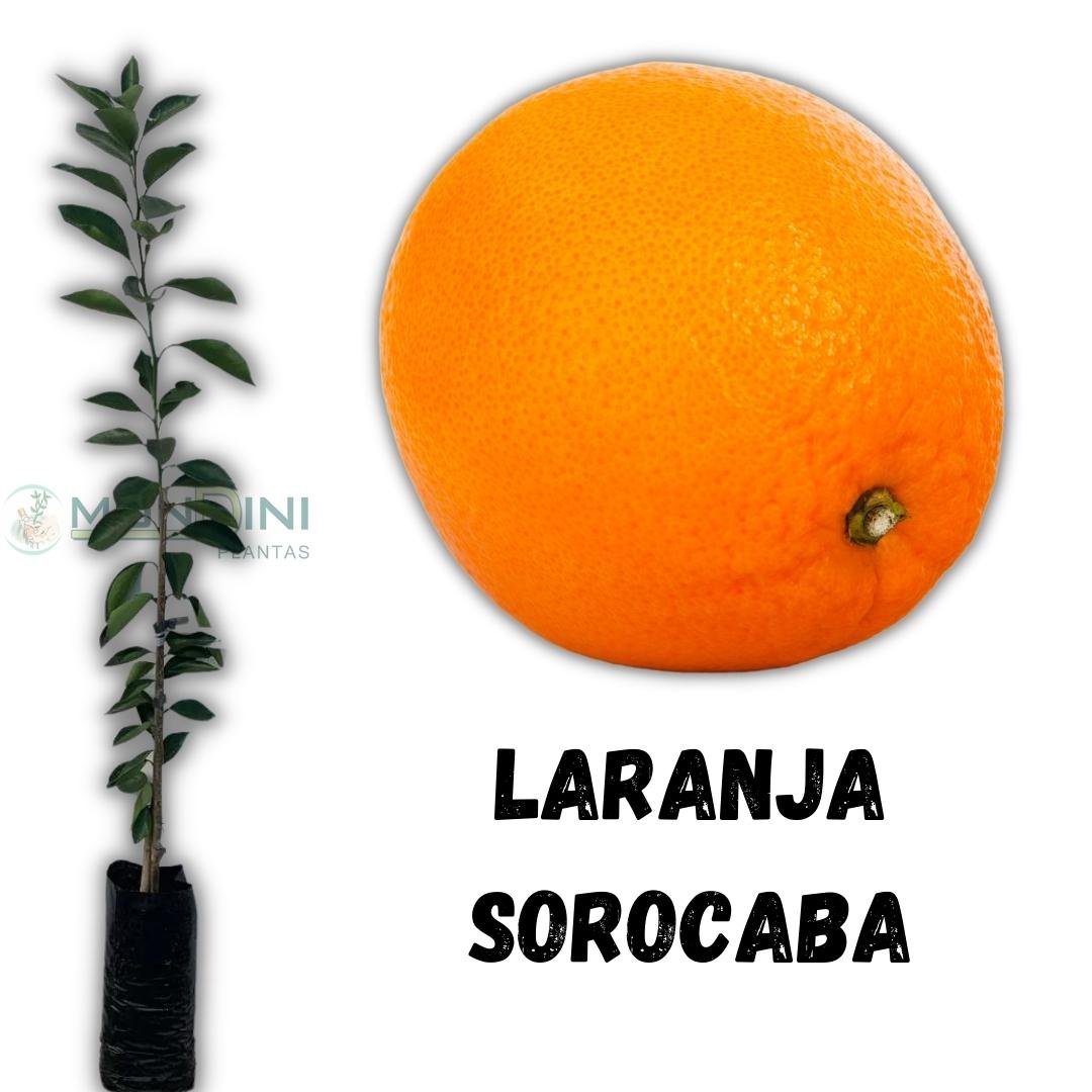 Muda de Laranja Sorocaba Enxertada