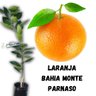Muda de Laranja Bahia Monte Parnaso Enxertada