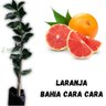 Muda de Laranja Bahia Cara Cara Enxertada