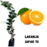 Muda de Laranja Iapar 73 Enxertada