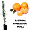 Muda de Tangerina Montenegrina Rainha Enxertada Muda de Tangerina Montenegrina Rainha Enxertada