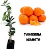 Muda de Tangerina Miamoto Enxertada