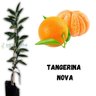 Muda de Tangerina Nova Enxertada Muda de Tangerina Nova Enxertada