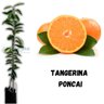 Muda de Tangerina Poncai Enxertada Muda de Tangerina Poncai Enxertada
