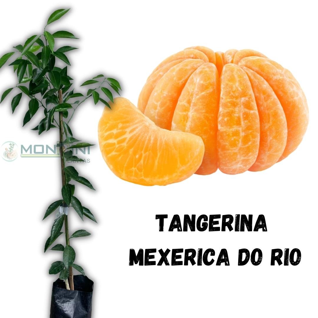 Muda de Tangerina Mexerica do Rio Enxertada