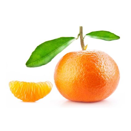 Muda de Tangerina Murcott Enxertada Muda de Tangerina Murcott Enxertada