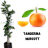 Muda de Tangerina Murcott Enxertada