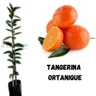 Muda de Tangerina Ortanique Enxertada