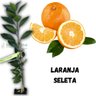 Muda de Laranja Seleta Enxertada