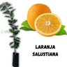 Muda de Laranja Salustiana Enxertada
