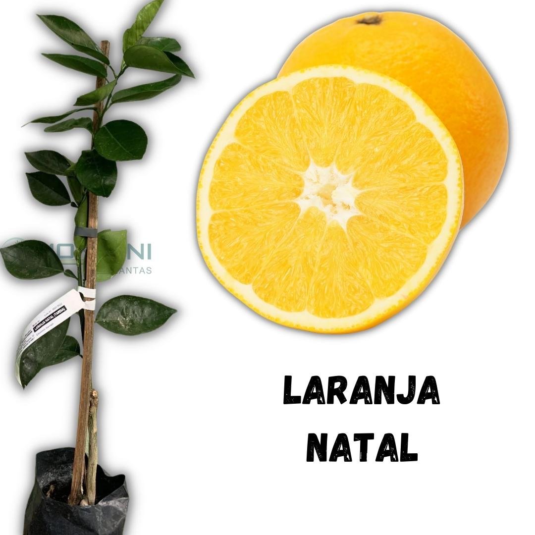 Muda de Laranja Natal Enxertada