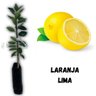 Muda de Laranja Lima Enxertada