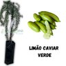 Muda de Limão Caviar Verde Enxertada
