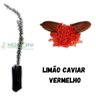 Muda de Limão Caviar Vermelho Enxertada Muda de Limão Caviar Vermelho Enxertada